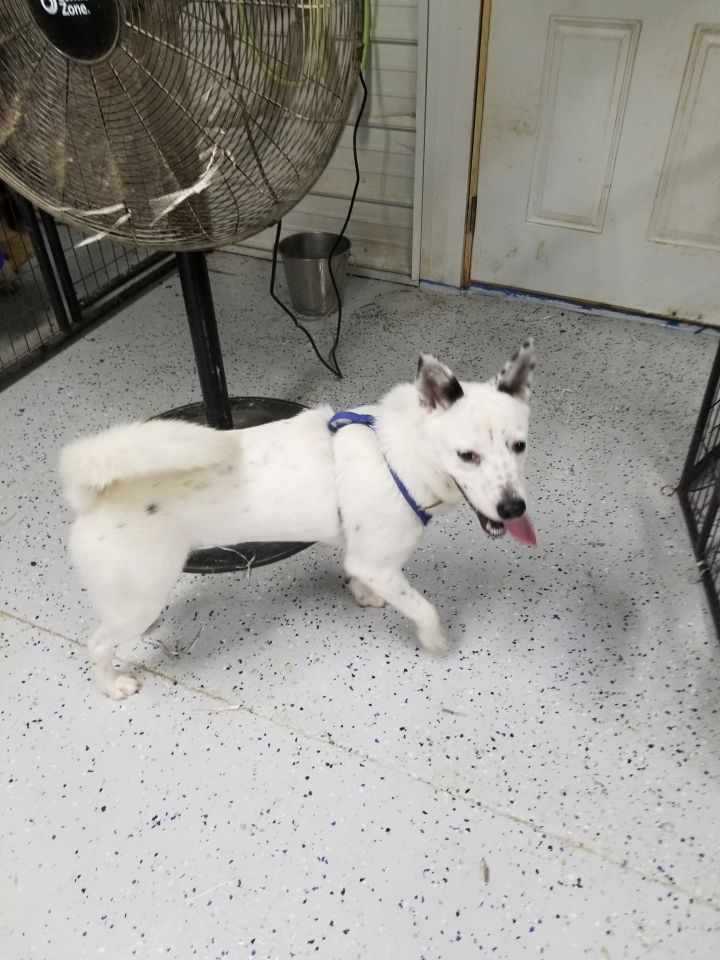 Dog For Adoption Taz A Shiba Inu Australian Cattle Dog