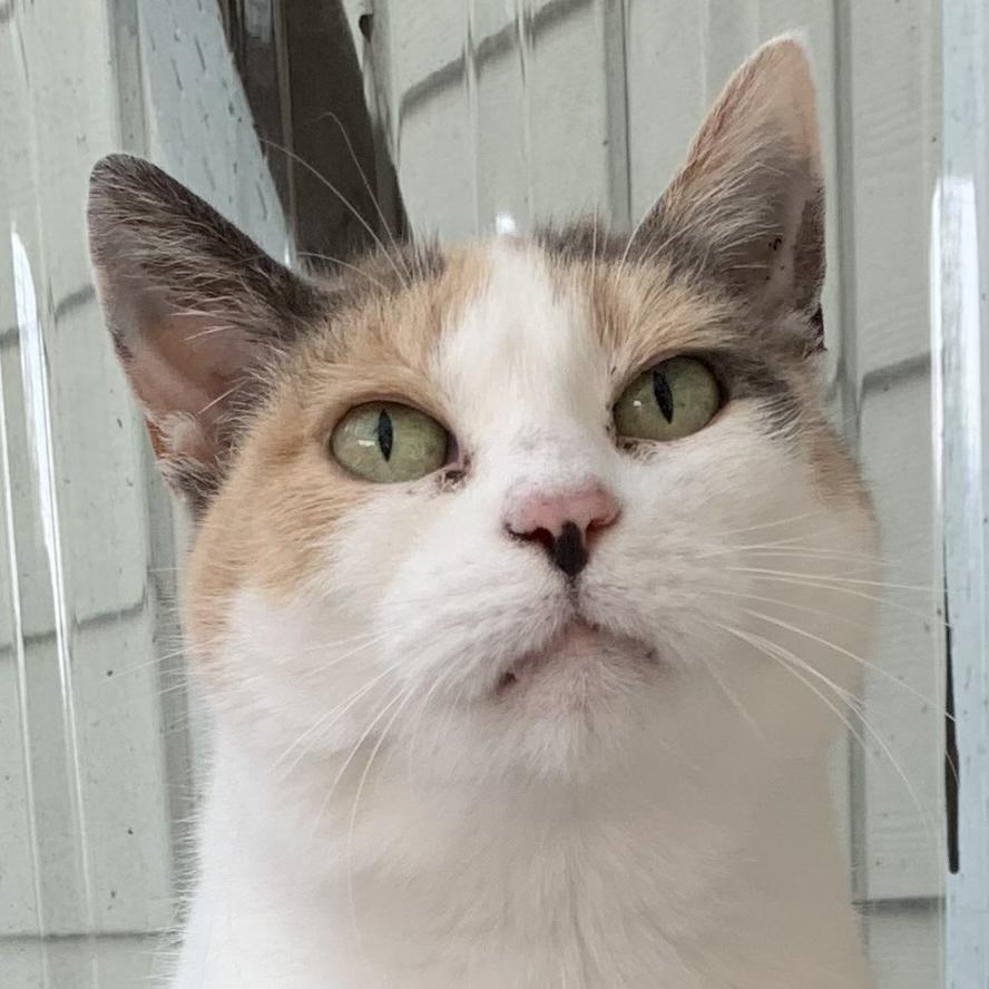 Summer, an adoptable Calico in Eastsound, WA, 98245 | Photo Image 1