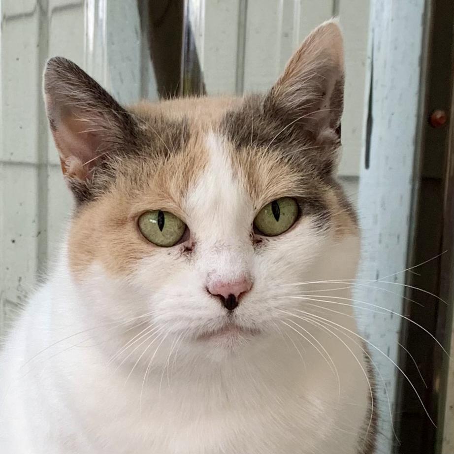 Summer, an adoptable Calico in Eastsound, WA, 98245 | Photo Image 3