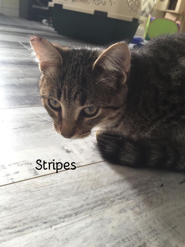 Precious and Stripes (bonded pair) 2
