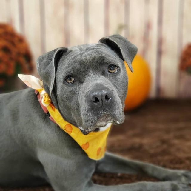 Nikki, an adoptable Pit Bull Terrier in Sprakers, NY, 12166 | Photo Image 3