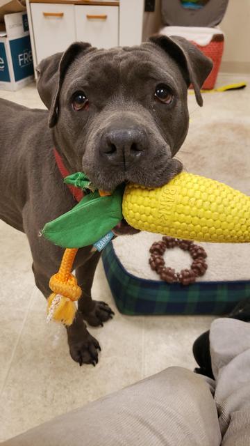 Nikki, an adoptable Pit Bull Terrier in Sprakers, NY, 12166 | Photo Image 4