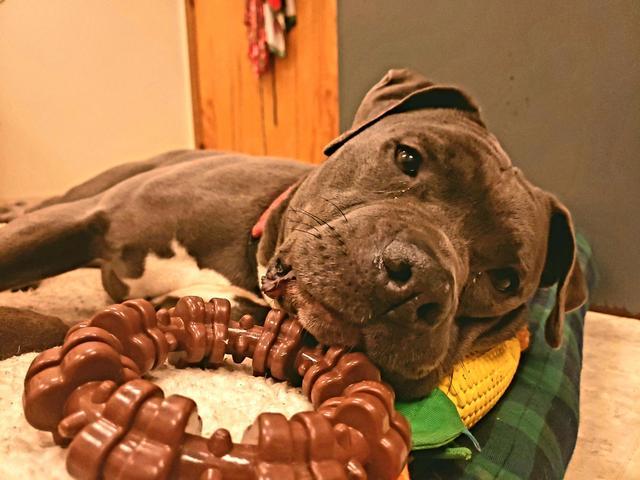 Nikki, an adoptable Pit Bull Terrier in Sprakers, NY, 12166 | Photo Image 5