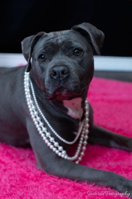 Nikki, an adoptable Pit Bull Terrier in Sprakers, NY, 12166 | Photo Image 6
