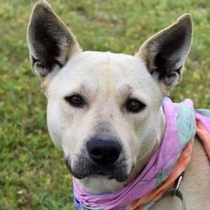 Dogs For Adoption Near Albany Ny Petfinder