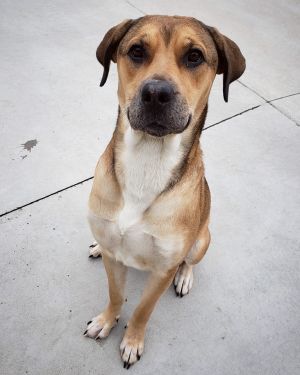 Dogs For Adoption Near Barrie On Petfinder