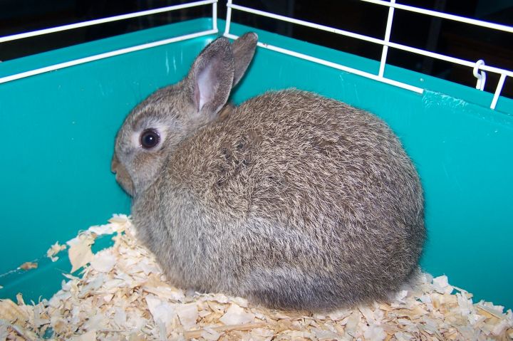 Rabbit  -  male 1