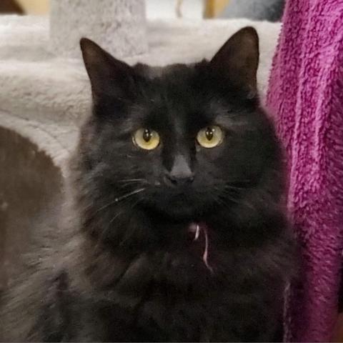 Cat for adoption - Fanta, a Domestic Long Hair in Sheridan, WY | Petfinder