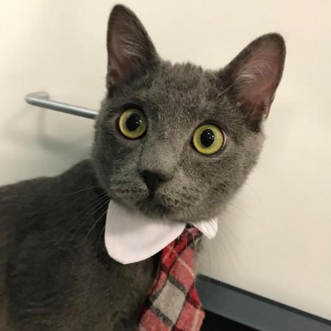 Bat, an adoptable Domestic Short Hair in Sheridan, WY, 82801 | Photo Image 2