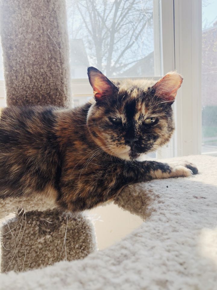 Cat for adoption - Pippa, a Tortoiseshell in Philadelphia ...