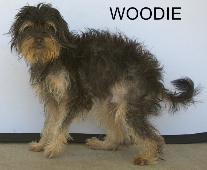 Woodie 1
