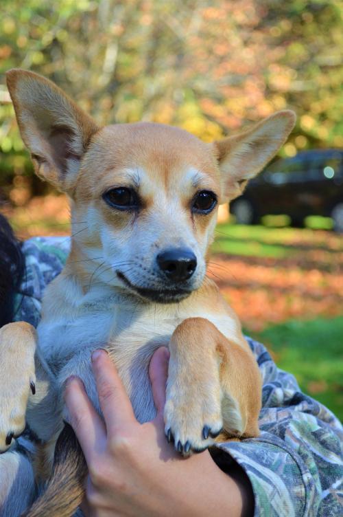 Dog For Adoption Winston A Shiba Inu Chihuahua Mix Puppy