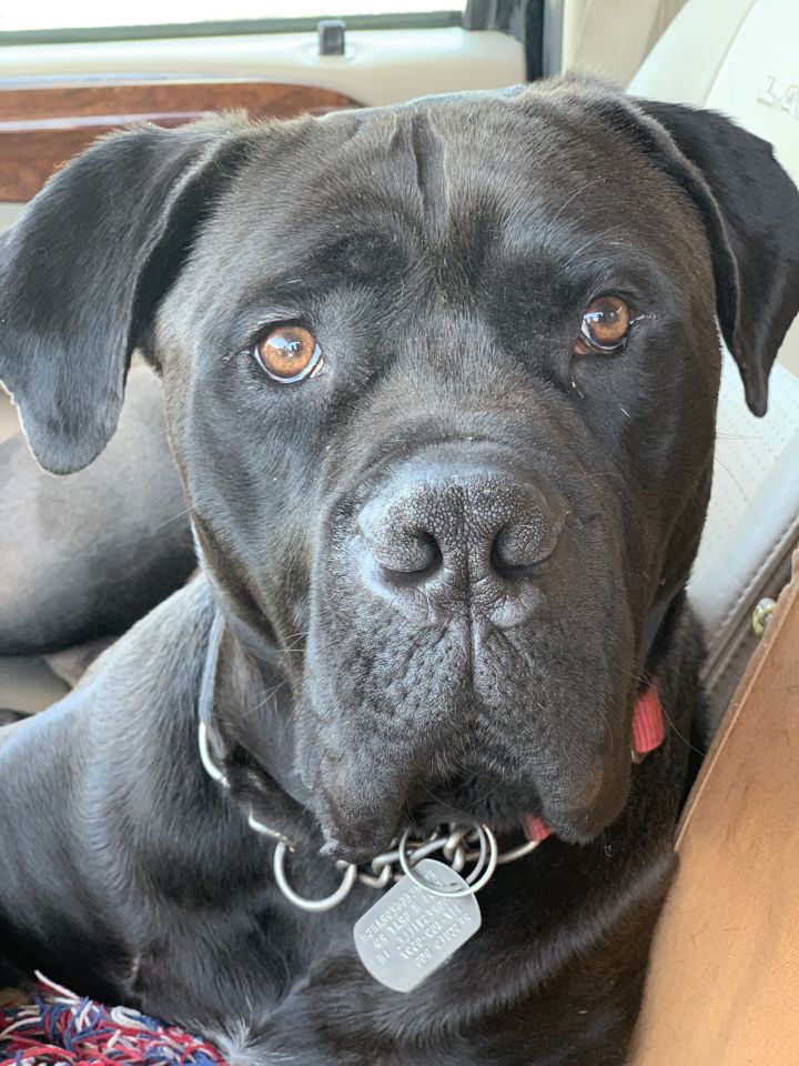 Dog For Adoption Ferdinand A Cane Corso Mix In