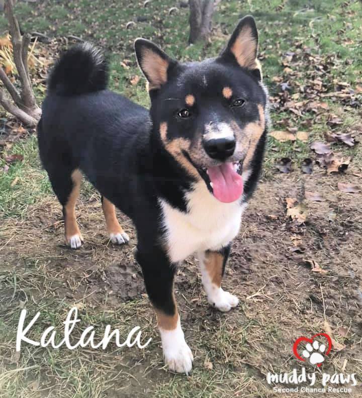 Dog For Adoption Katana No Longer Taking Applications A