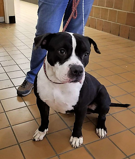 Chopper, an adoptable American Bulldog, Pit Bull Terrier in Schaumburg, IL, 60168 | Photo Image 1