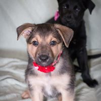 Vela, an adoptable German Shepherd Dog in Kennewick, WA, 99336 | Photo Image 2