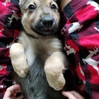 Vela, an adoptable German Shepherd Dog in Kennewick, WA, 99336 | Photo Image 3