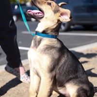 Vela, an adoptable German Shepherd Dog in Kennewick, WA, 99336 | Photo Image 1