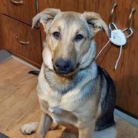 Vela, an adoptable German Shepherd Dog in Kennewick, WA, 99336 | Photo Image 5