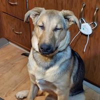 Vela, an adoptable German Shepherd Dog in Kennewick, WA, 99336 | Photo Image 6