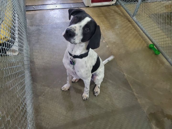 Dog For Adoption Scooter A German Shorthaired Pointer Black