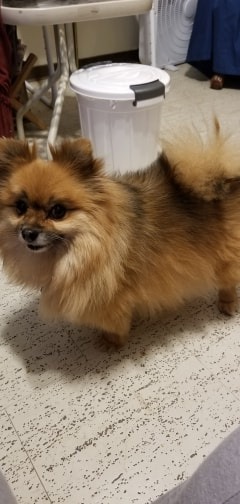 Jiggy, an adoptable Pomeranian in Chatham, ON, N7M 2Z7 | Photo Image 3