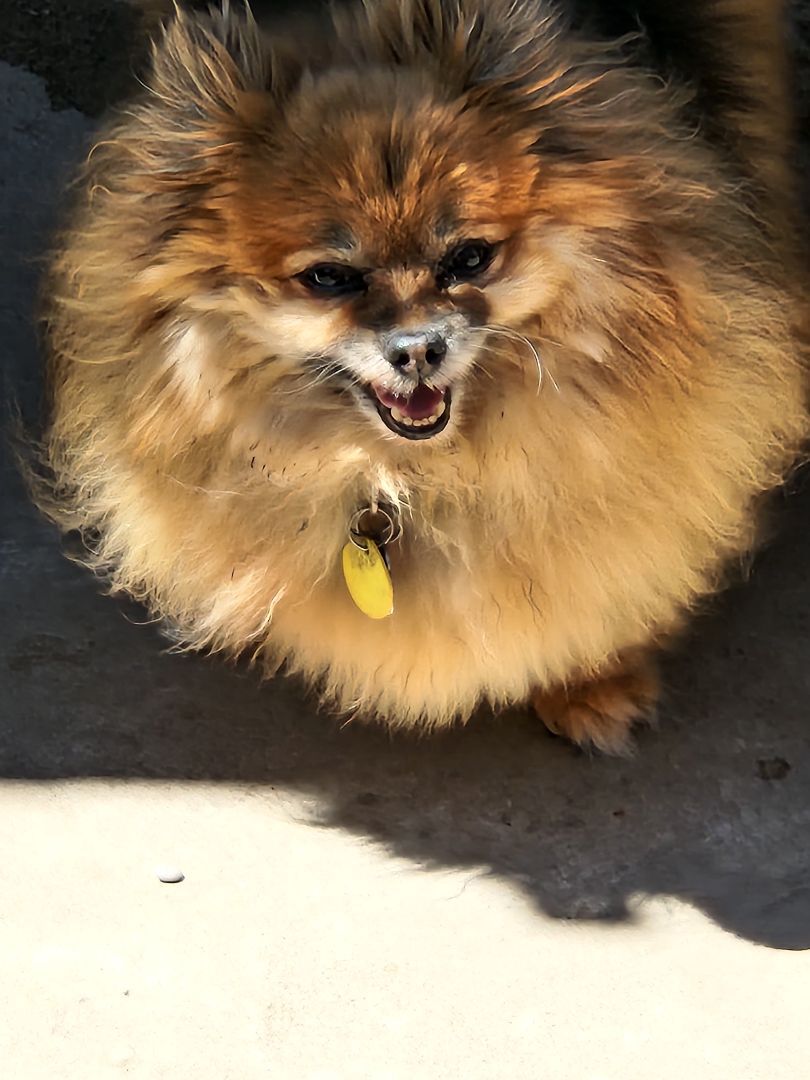 Jiggy, an adoptable Pomeranian in Chatham, ON, N7M 2Z7 | Photo Image 4