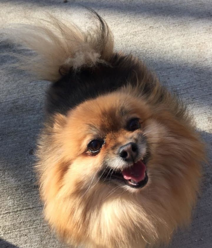 is yeontan a pomeranian