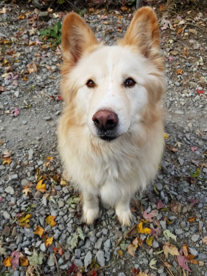 så Opmuntring skadedyr Dog for adoption - Lewis, a Golden Retriever & Husky Mix in Anderson, IN |  Petfinder