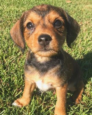 Chiweenie/Terrier mix puppies