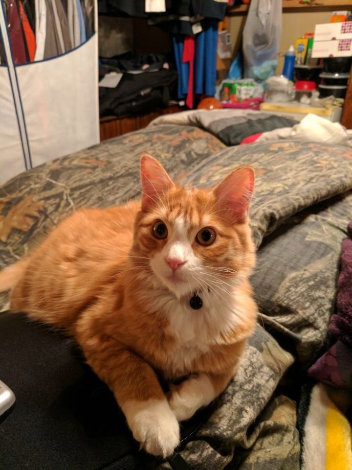 Cat For Adoption Loki Very Handsome A Maine Coon Tabby Mix