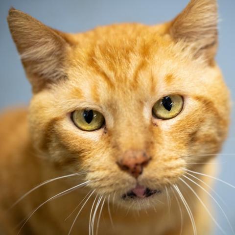 David, an adoptable Domestic Short Hair in Cumming, GA, 30040 | Photo Image 1