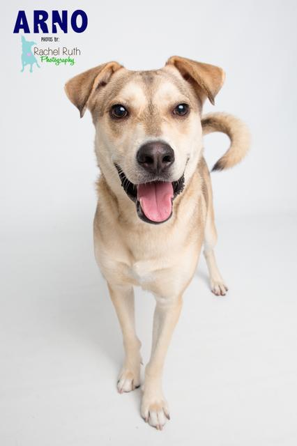 Nikko, an adoptable Hound in New Orleans, LA, 70123 | Photo Image 1