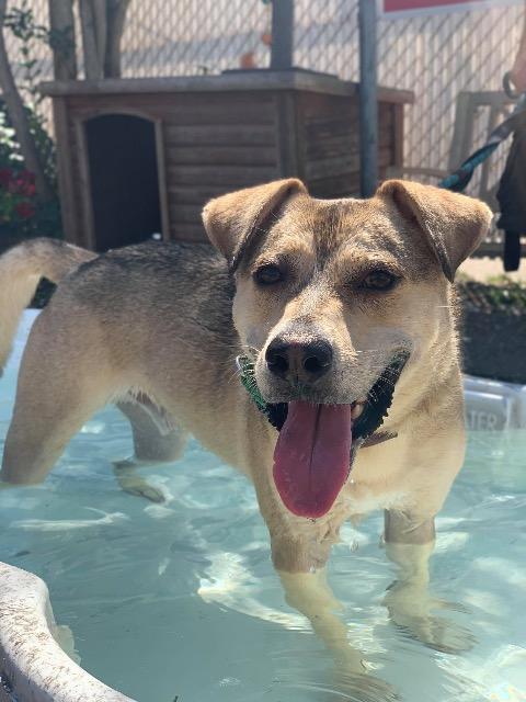 Nikko, an adoptable Hound, Husky in New Orleans, LA, 70123 | Photo Image 2