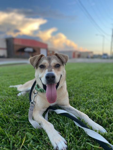 Nikko, an adoptable Hound, Husky in New Orleans, LA, 70123 | Photo Image 3