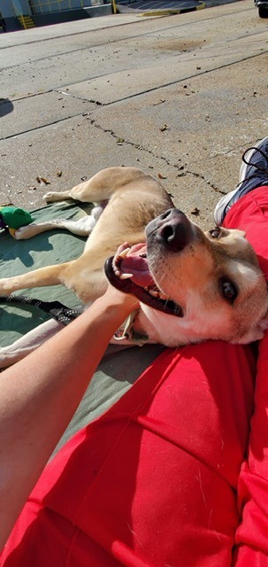 Nikko, an adoptable Hound, Husky in New Orleans, LA, 70123 | Photo Image 4