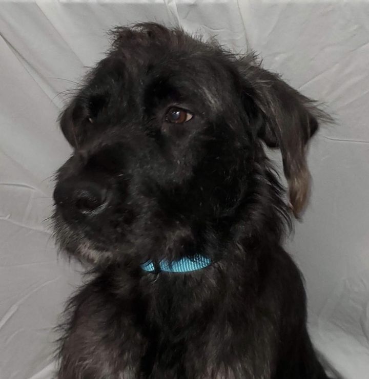 Dog For Adoption Hannibal Cliff A Wirehaired Terrier Border