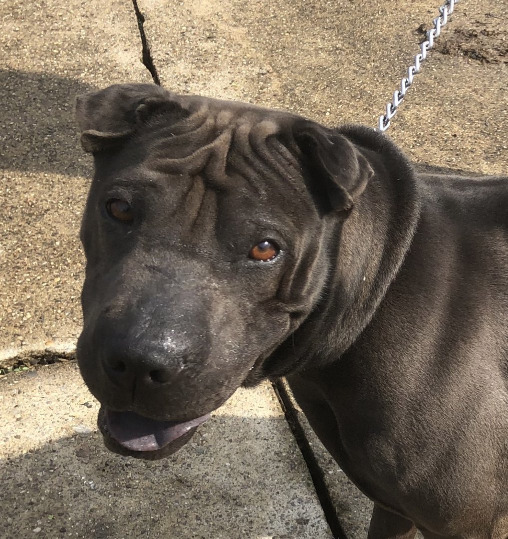 Cinder, an adoptable Shar-Pei in Lancaster, PA, 17604 | Photo Image 1