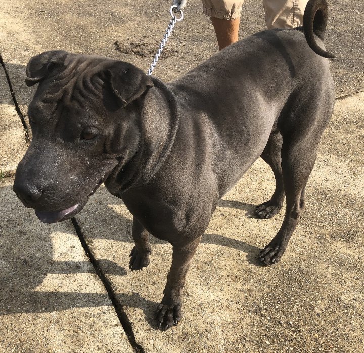 Cinder, an adoptable Shar-Pei in Lancaster, PA, 17604 | Photo Image 2