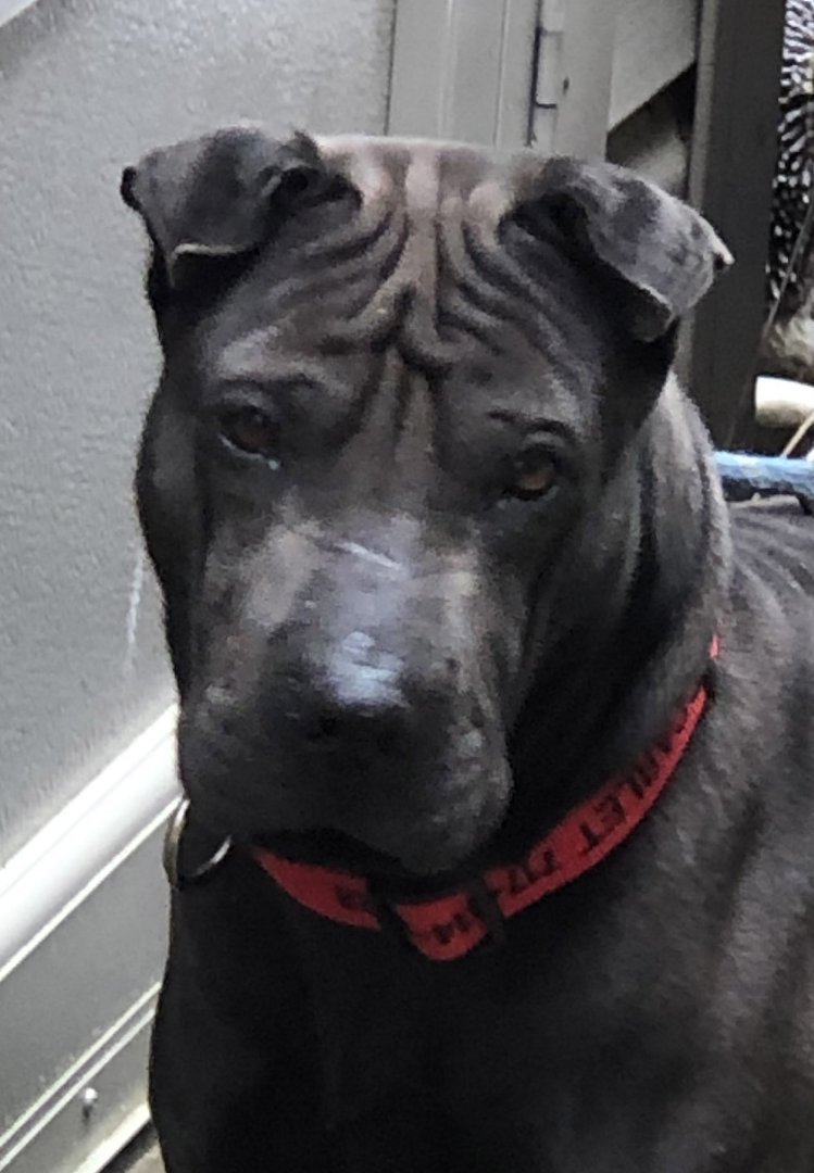 Cinder, an adoptable Shar-Pei in Lancaster, PA, 17604 | Photo Image 3