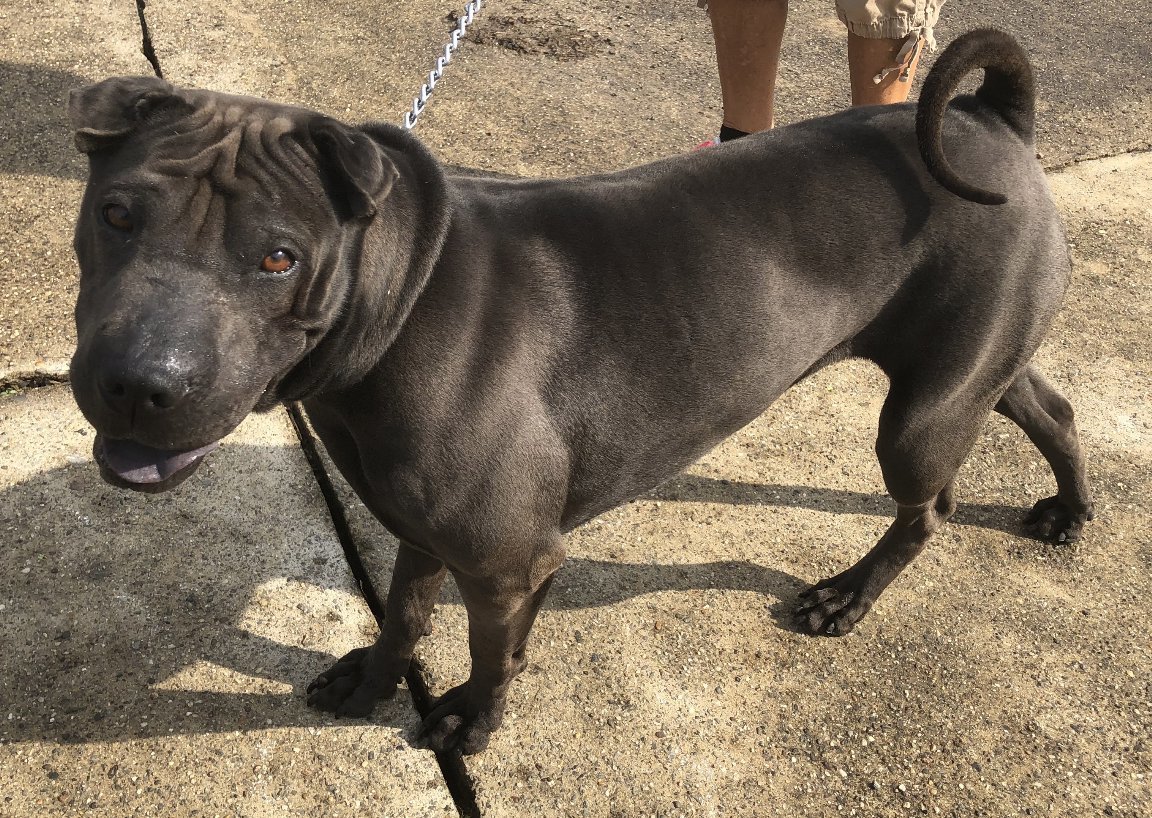 Cinder, an adoptable Shar-Pei in Lancaster, PA, 17604 | Photo Image 4