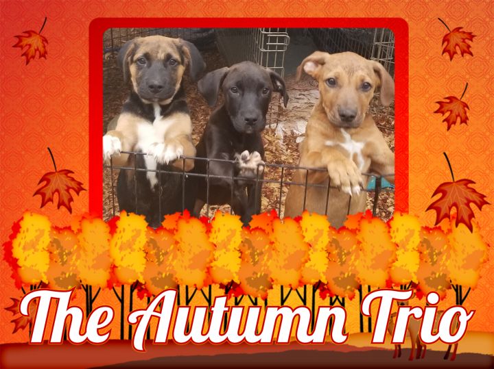 The Autumn Trio 1