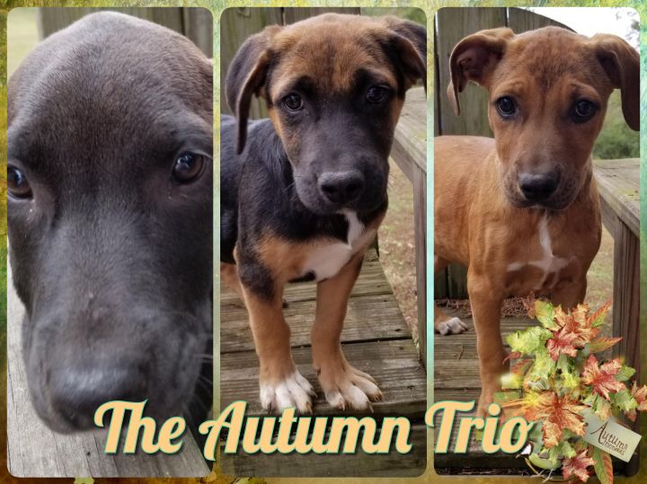 The Autumn Trio 2