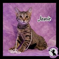 Janie, an adoptable Domestic Short Hair in Dacula, GA, 30019 | Photo Image 2