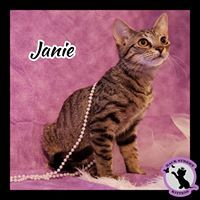 Janie, an adoptable Domestic Short Hair in Dacula, GA, 30019 | Photo Image 3