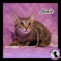 Janie, an adoptable Domestic Short Hair in Dacula, GA, 30019 | Photo Image 4