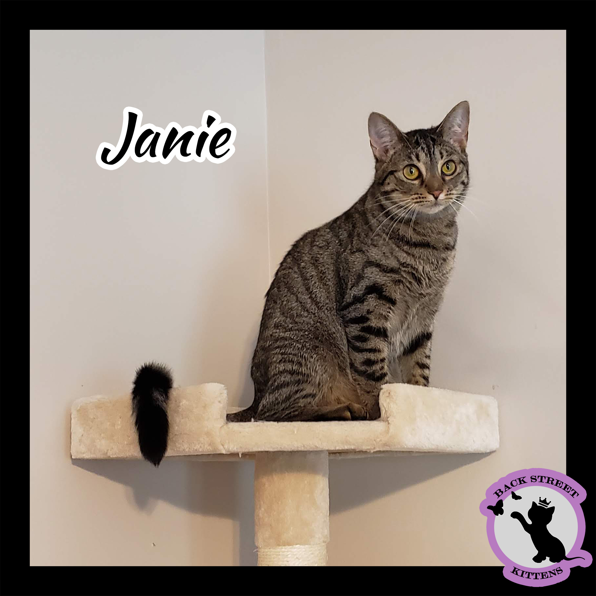 Janie, an adoptable Domestic Short Hair in Dacula, GA, 30019 | Photo Image 5