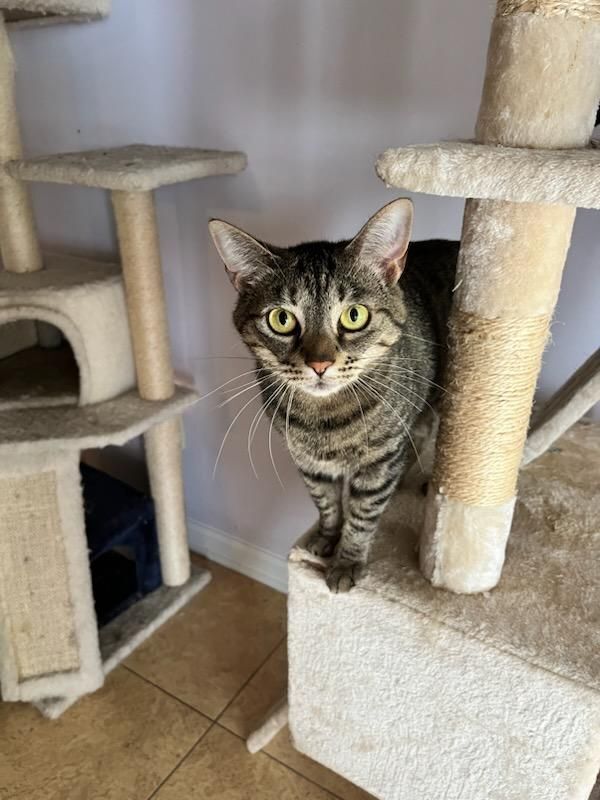 Janie, an adoptable Domestic Short Hair in Dacula, GA, 30019 | Photo Image 1