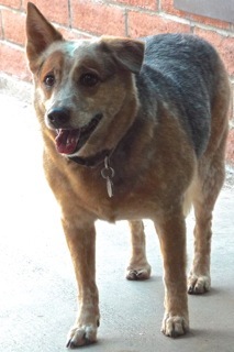 Foxy, an adoptable Australian Cattle Dog / Blue Heeler in Green Valley, AZ, 85614 | Photo Image 2