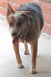 Foxy, an adoptable Australian Cattle Dog / Blue Heeler in Green Valley, AZ, 85614 | Photo Image 4